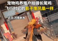 小伙養的長尾雞酷似鳳凰 為什么會長這樣？