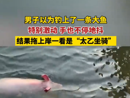 男子以為釣到一條大魚結(jié)果是豬 到底是哪里來的？