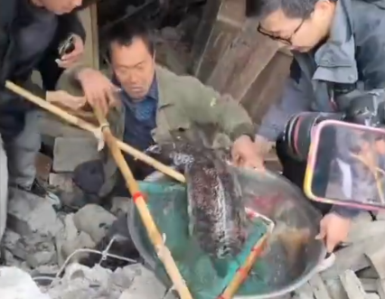 村民老屋拆遷挖出近40斤重娃娃魚 始料未及真相簡直太意外了