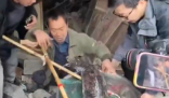 村民老屋拆遷挖出近40斤重娃娃魚 始料未及真相簡直太意外了