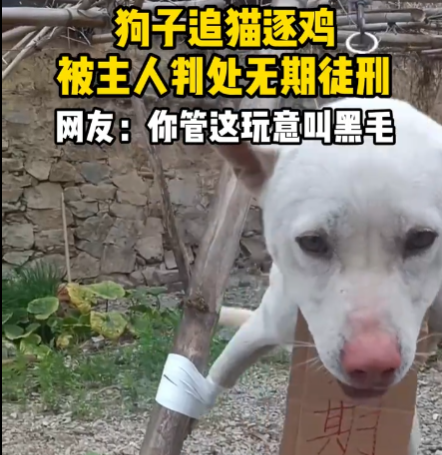 狗子在家追貓逐雞被主人綁起來 究竟是怎么回事？