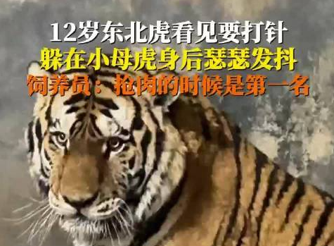 飼養(yǎng)員回應(yīng)東北虎打針嚇到抖 原因竟是這樣太崩潰了