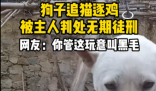 狗子在家追貓逐雞被主人綁起來 究竟是怎么回事？