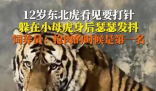 飼養員回應東北虎打針嚇到抖 原因竟是這樣太崩潰了