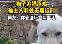 狗子在家追貓逐雞被主人綁起來 究竟是怎么回事？