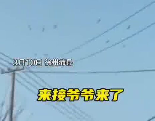 老人去世下葬當天飛來一群仙鶴 究竟是怎么回事？