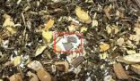 網購中藥泡腳包檢出大量病菌 為什么這么多病菌？