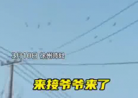 老人去世下葬當(dāng)天飛來一群仙鶴 究竟是怎么回事？