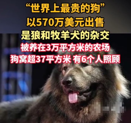 “世界上最貴的狗”賣出570萬美元 背后真相實(shí)在讓人驚愕