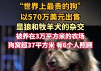 “世界上最貴的狗”賣出570萬美元 背后真相實在讓人驚愕