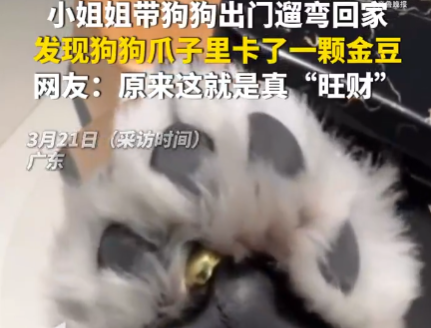 女子遛狗 狗爪夾回一塊3克重金豆 這也太讓人羨慕了