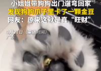 女子遛狗 狗爪夾回一塊3克重金豆 這也太讓人羨慕了