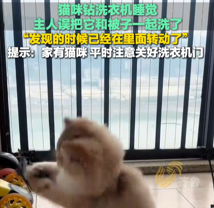 貓在洗衣機里洗了5分鐘才被發現 內幕實在讓人驚個呆