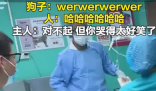 主人帶狗狗做絕育哭聲太慘引圍觀 內幕實在讓人驚個呆