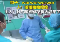 主人帶狗狗做絕育哭聲太慘引圍觀 內(nèi)幕實(shí)在讓人驚個呆