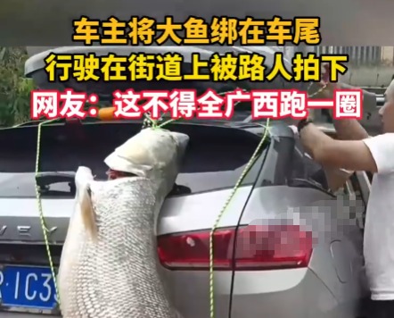 車主釣到巨型大魚綁車尾炫耀 成為了當(dāng)?shù)厝藗儾栌囡埡蟮恼勝Y