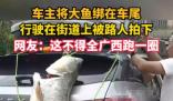 車主釣到巨型大魚綁車尾炫耀 成為了當(dāng)?shù)厝藗儾栌囡埡蟮恼勝Y