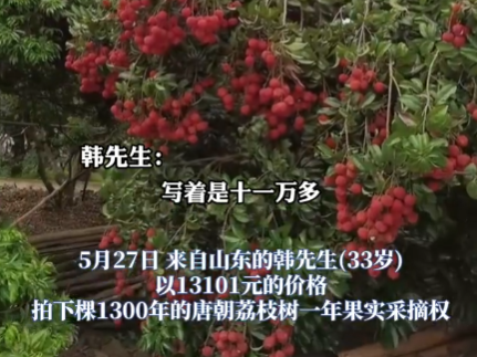 90后小伙拍下1300年荔枝樹(shù)采摘權(quán) 究竟是怎么回事？