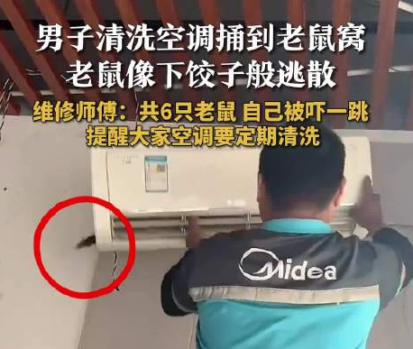 男子洗空調捅鼠窩 老鼠下餃子般逃散 一共6只老鼠