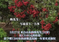 90后小伙拍下1300年荔枝樹采摘權 究竟是怎么回事？