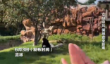 女子在動(dòng)物園被大猩猩反向投喂 該事件引發(fā)網(wǎng)友討論動(dòng)物園投喂規(guī)則