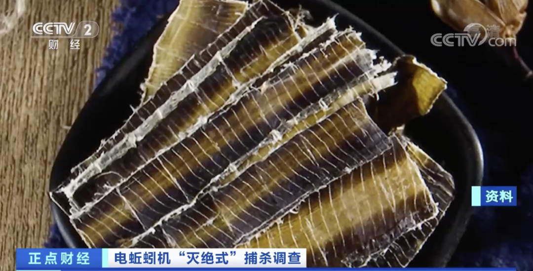 蚯蚓遭“滅絕式”捕殺，發生了什么？一公斤干品能賣300元？緊急提醒！