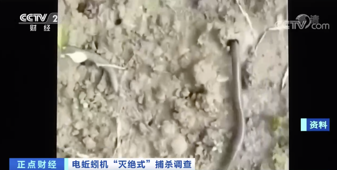 蚯蚓遭“滅絕式”捕殺，發(fā)生了什么？一公斤干品能賣300元？緊急提醒！