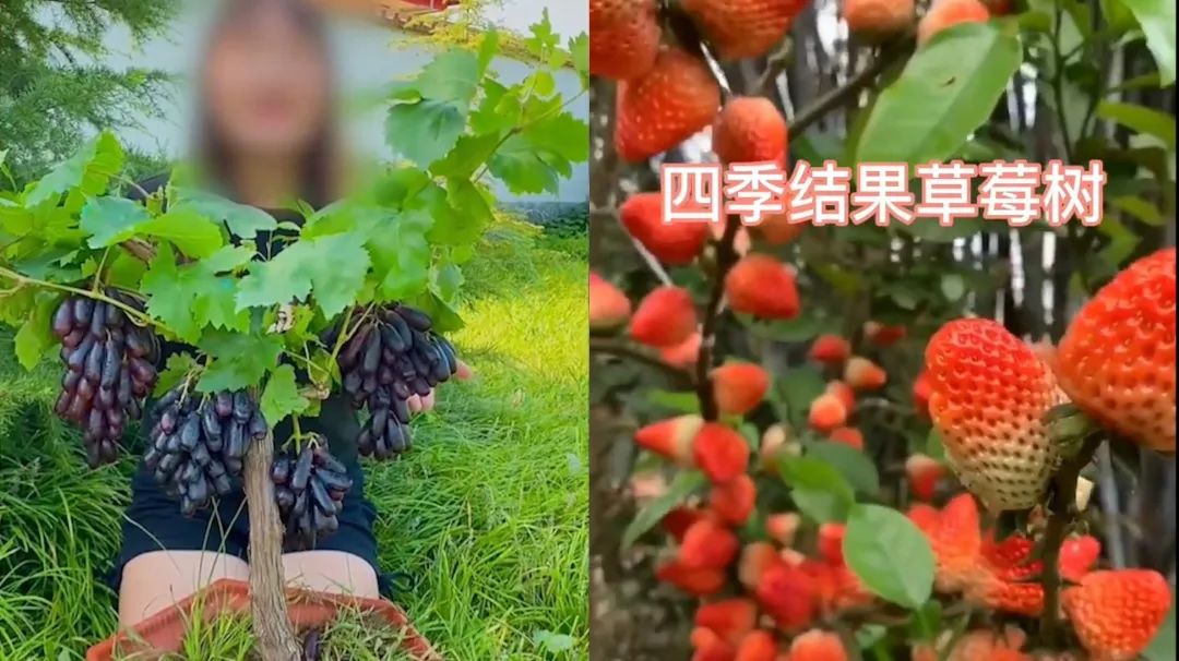 山竹在土里、草莓在樹上……直播帶貨能有多魔幻？！