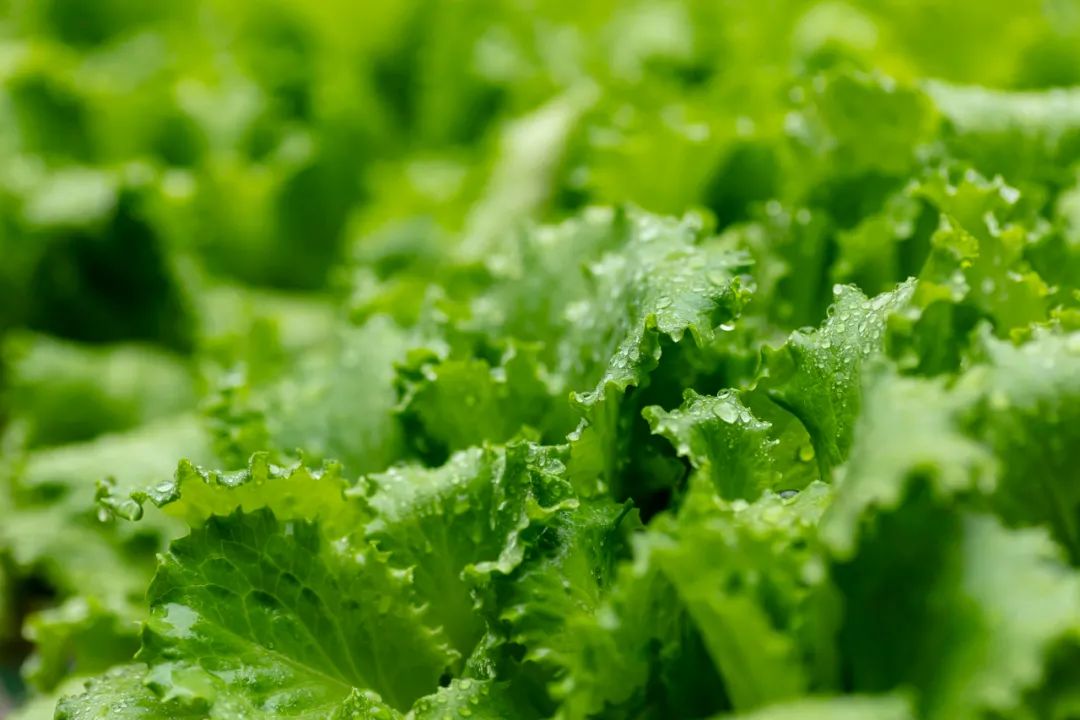 “洋”蔬菜比普通蔬菜營養價值高？