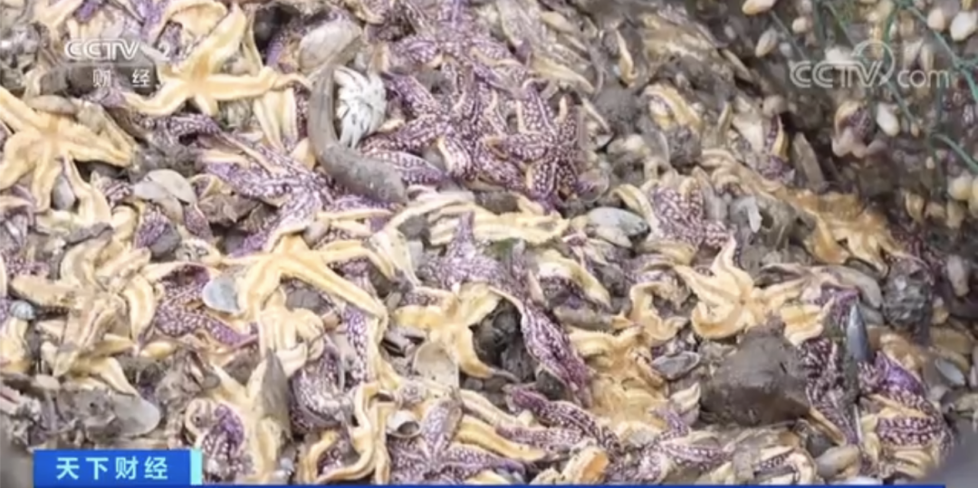 這地海星泛濫成災！找網友幫吃光可行嗎？