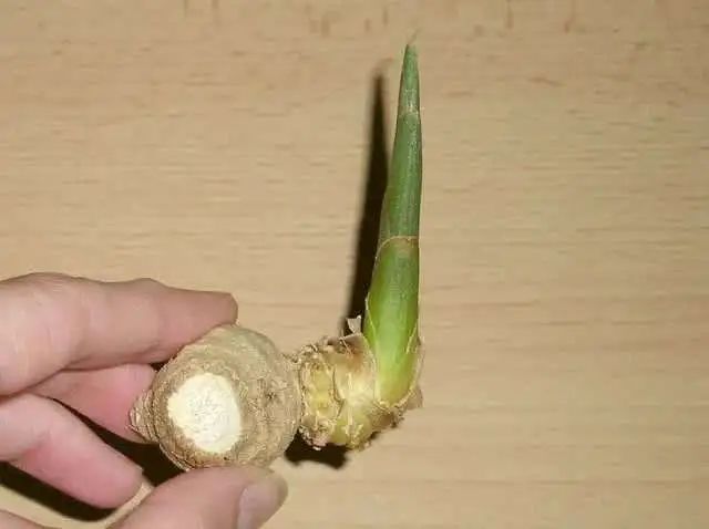發(fā)芽＝不能吃？還真不一定