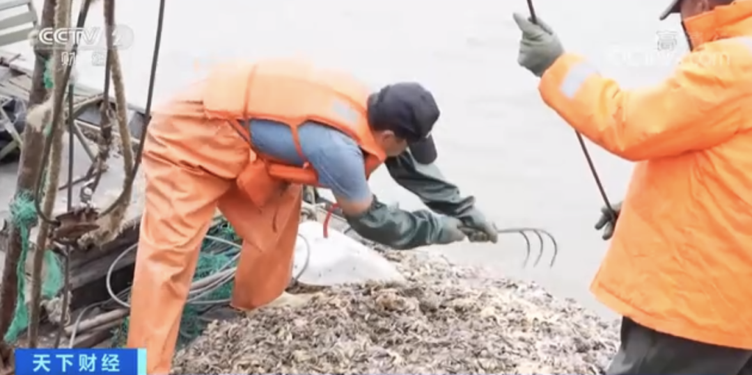 “海底蝗蟲”大規(guī)模入侵青島膠州灣，蛤蜊海蠣子遭災(zāi)！網(wǎng)友：吃光它......靠譜？