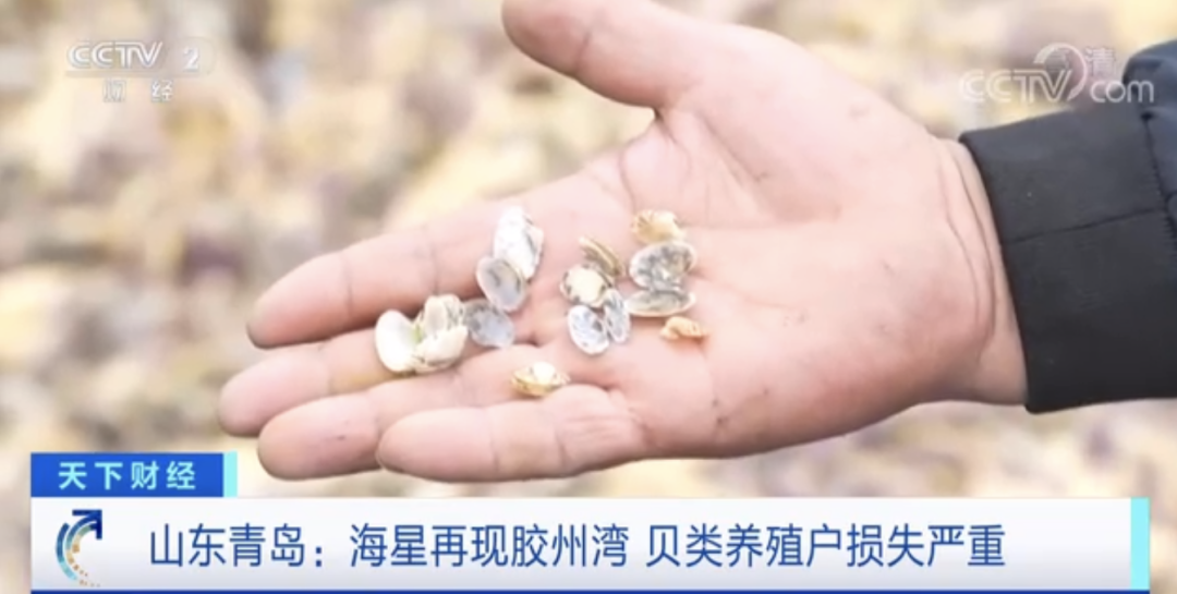 “海底蝗蟲”大規(guī)模入侵青島膠州灣，蛤蜊海蠣子遭災(zāi)！網(wǎng)友：吃光它......靠譜？