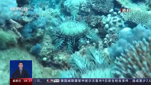 “海底蝗蟲”大規(guī)模入侵青島膠州灣，蛤蜊海蠣子遭災(zāi)！網(wǎng)友：吃光它......靠譜？
