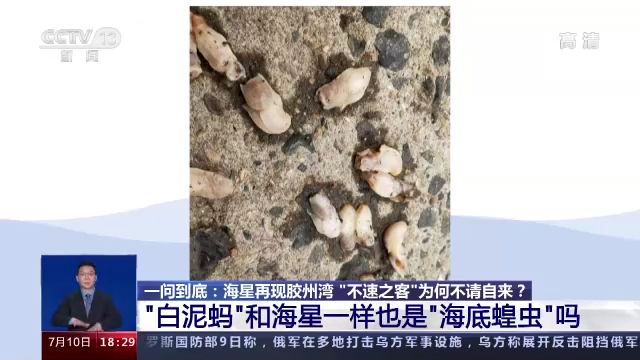 “海底蝗蟲”大規(guī)模入侵青島膠州灣，蛤蜊海蠣子遭災(zāi)！網(wǎng)友：吃光它......靠譜？
