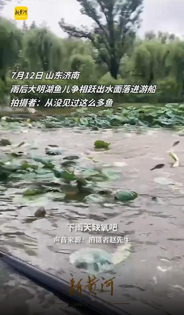 高溫缺氧？受到驚嚇？大明湖群魚“跳水” 權威解答來了！