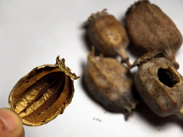 蒸面里添加罌粟殼？罰！誤食后應(yīng)怎樣做？會(huì)影響個(gè)人發(fā)展嗎？
