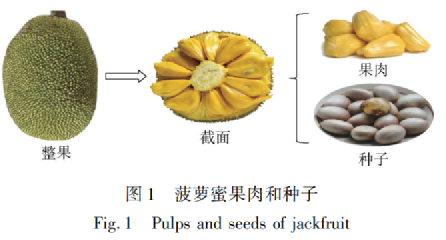 菠蘿蜜的核不能吃？