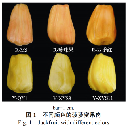 菠蘿蜜沒什么營(yíng)養(yǎng)？
