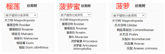 菠蘿蜜和菠蘿是“親戚”？